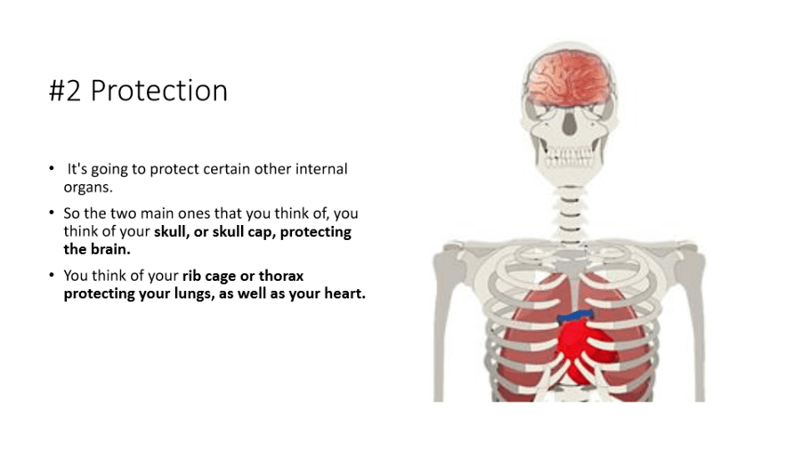 skeletal system organs