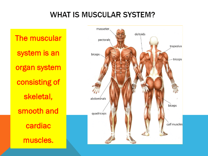 muscular system organs