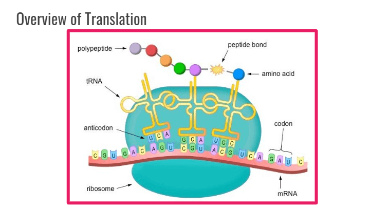 Transcription And Translation | Science - Quizizz