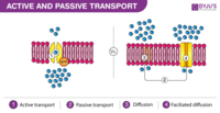 membranes and transport - Class 8 - Quizizz