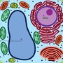 Labeling a Plant Cell | Biology Quiz - Quizizz