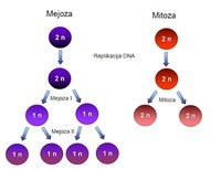 podział komórek Fiszki - Quizizz