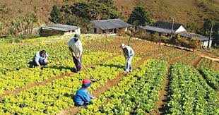 AGRICULTURA, 428 jugadas