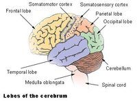 the nervous and endocrine systems - Year 10 - Quizizz