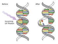 genetic mutation - Grade 11 - Quizizz