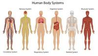 the nervous and endocrine systems - Class 7 - Quizizz