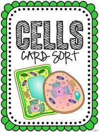 plant and animal cell - Class 6 - Quizizz