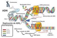 estructura y replicación del adn - Grado 2 - Quizizz