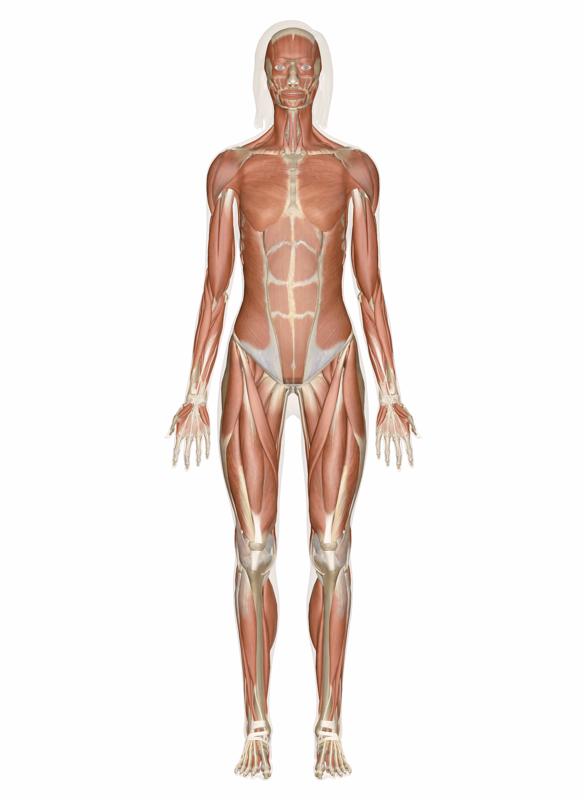 muscle-anatomy-quiz-673-plays-quizizz