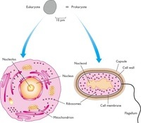prokaryotes and eukaryotes - Grade 12 - Quizizz