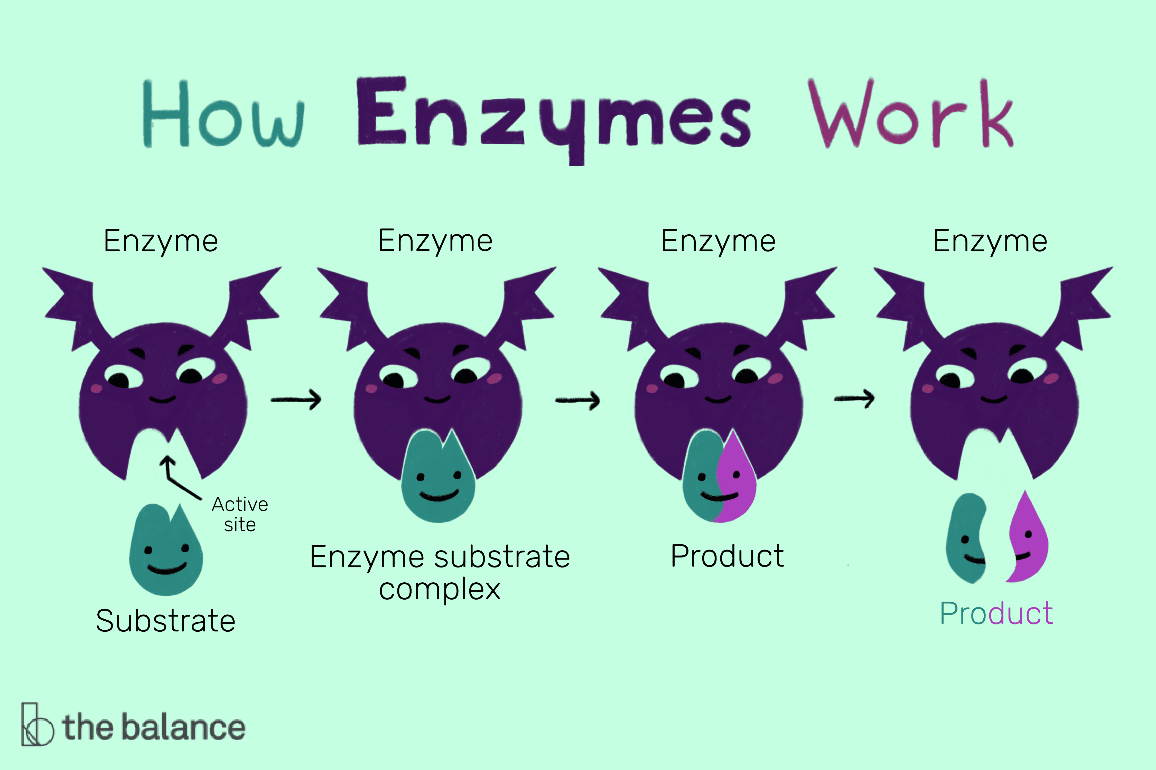 enzimas - Grado 10 - Quizizz