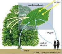 diagram sel tumbuhan - Kelas 2 - Kuis