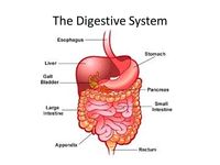 the digestive and excretory systems - Class 3 - Quizizz