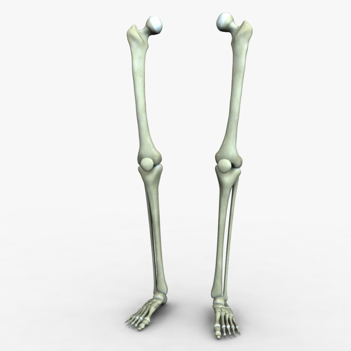 Bones of the Leg | Biology Quiz - Quizizz