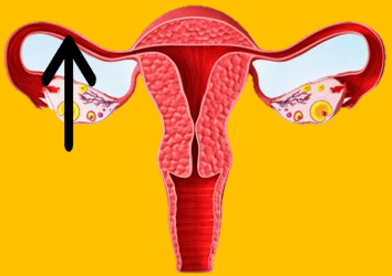 Zigot merupakan hasil peleburan ovum dan sperma yang akan tumbuh kemudian menempel di dinding uterus dalam bentuk