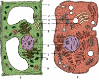 plant cell diagram - Grade 7 - Quizizz