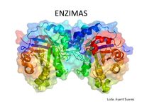 enzimas - Grado 1 - Quizizz