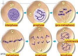 siklus sel dan mitosis - Kelas 12 - Kuis