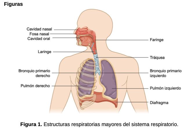 Sistema Respiratorio | 72 jugadas | Quizizz