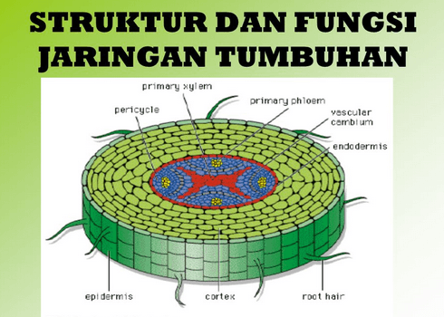 Jaringan Tumbuhan Biology Quiz Quizizz