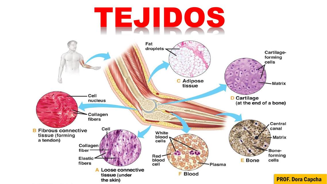 tejidos - Grado 8 - Quizizz