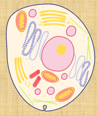 structure of a cell - Year 1 - Quizizz