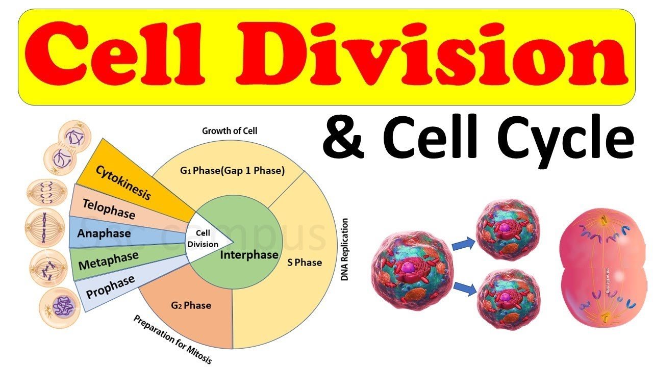 cell division - Class 12 - Quizizz