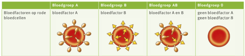 Bloedgroepen Biologie 4GL | Biology - Quizizz