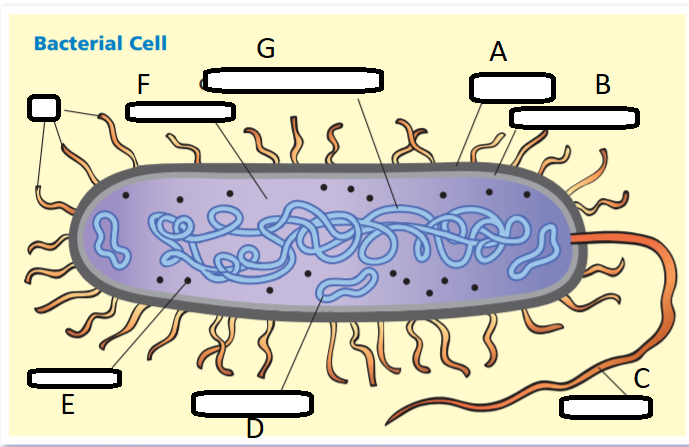 Bacterial Cell Structures and Functions