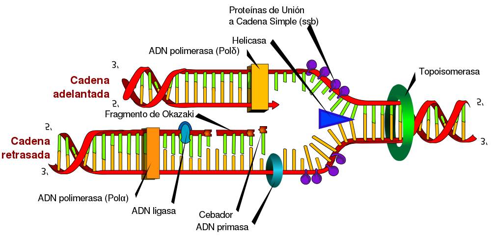 estructura y replicación del adn - Grado 5 - Quizizz