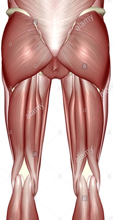 Anatomia aplicada Quadril e coxa- Músculos Quiz