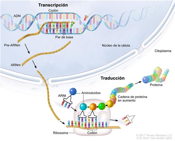 Replicación Transcripción Y Traducción 302 Jugadas Quizizz 7989