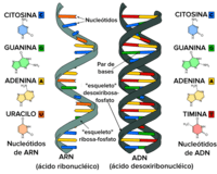 estructura y replicación del adn - Grado 8 - Quizizz