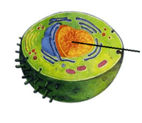 estructura de una celula - Grado 8 - Quizizz