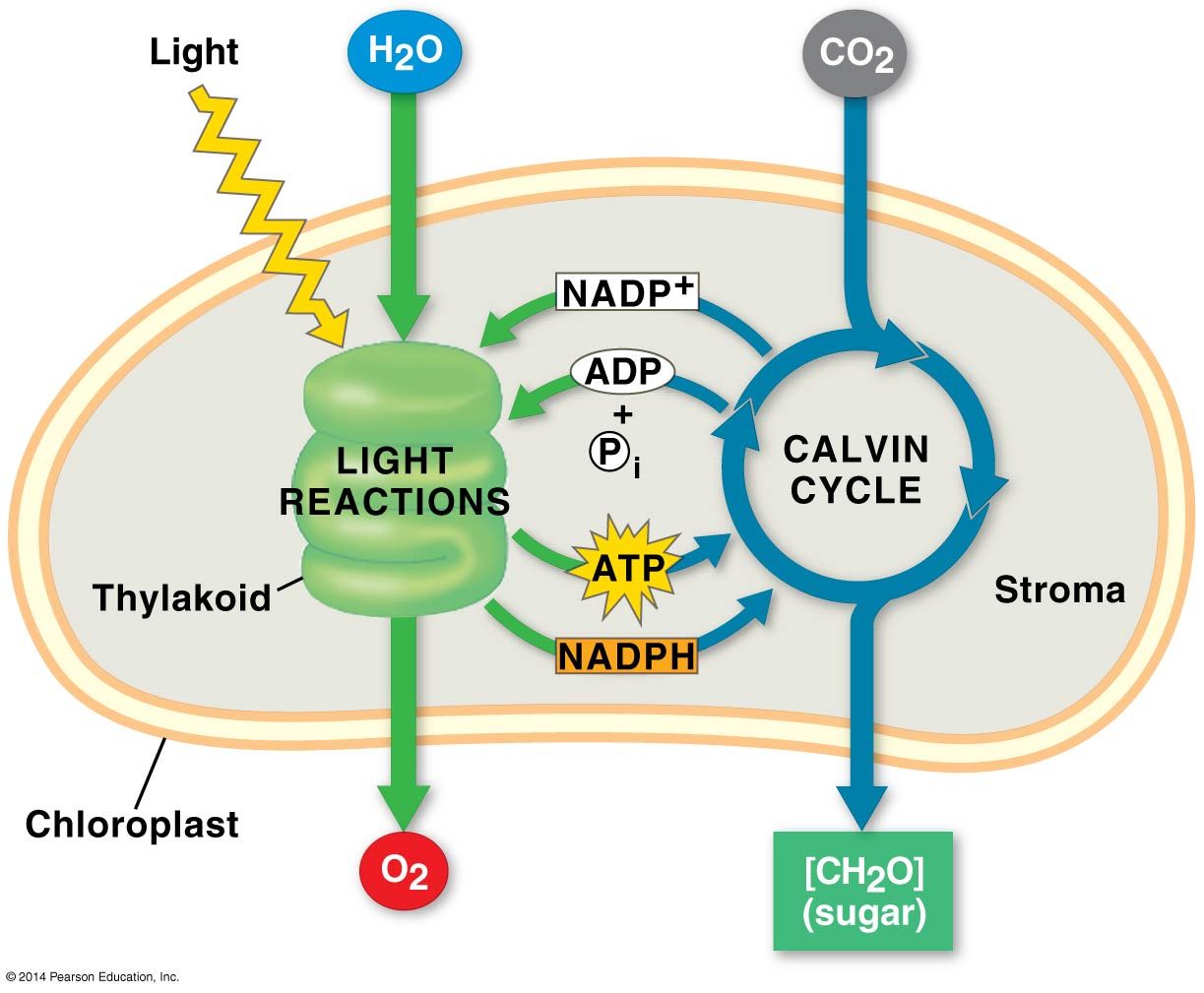 photosynthesis-bio-biology-quizizz