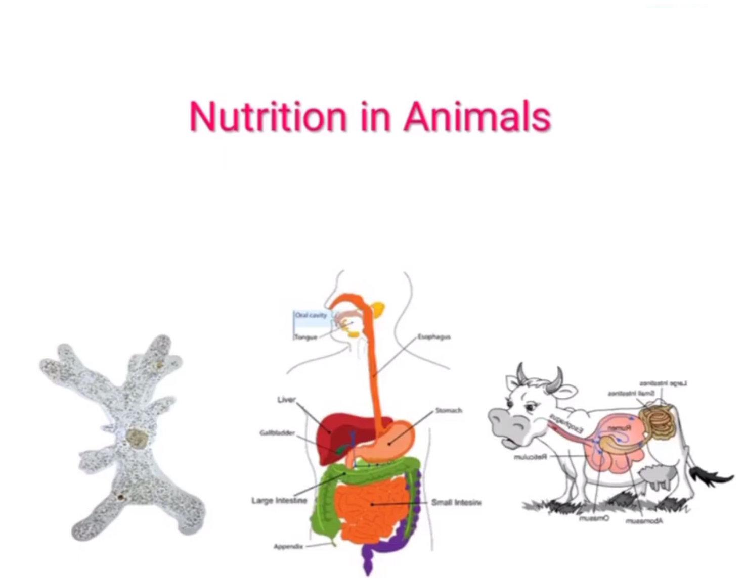 Nutrition in animals