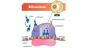 rna and protein synthesis - Year 3 - Quizizz