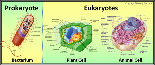 diagrama de células vegetales - Grado 7 - Quizizz