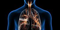 the circulatory and respiratory systems - Class 1 - Quizizz