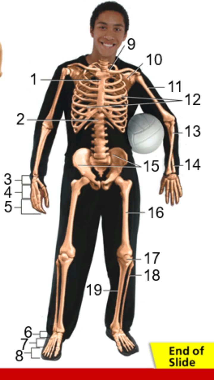 grade-6-musculoskeletal-system-413-plays-quizizz