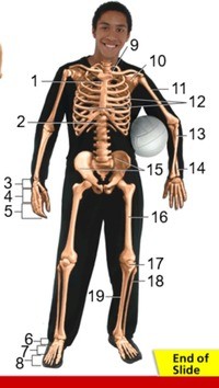 Grade 6 Musculoskeletal System