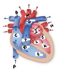 Drawing Hearts Flashcards - Quizizz