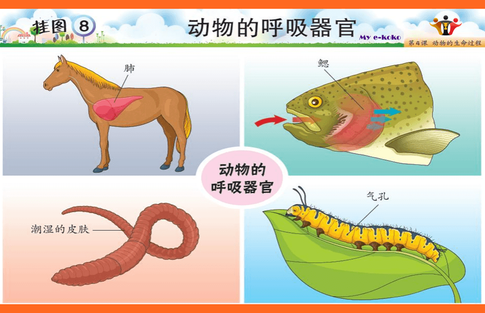 科学动物的呼吸器官 Science Quiz Quizizz