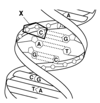 Struktura i replikacja DNA - Klasa 12 - Quiz