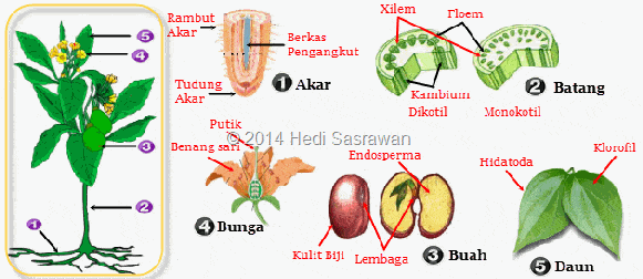 Quizizz Tumbuhan Kelas 4