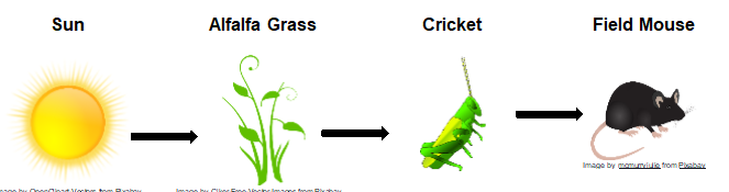 food chain - Class 1 - Quizizz