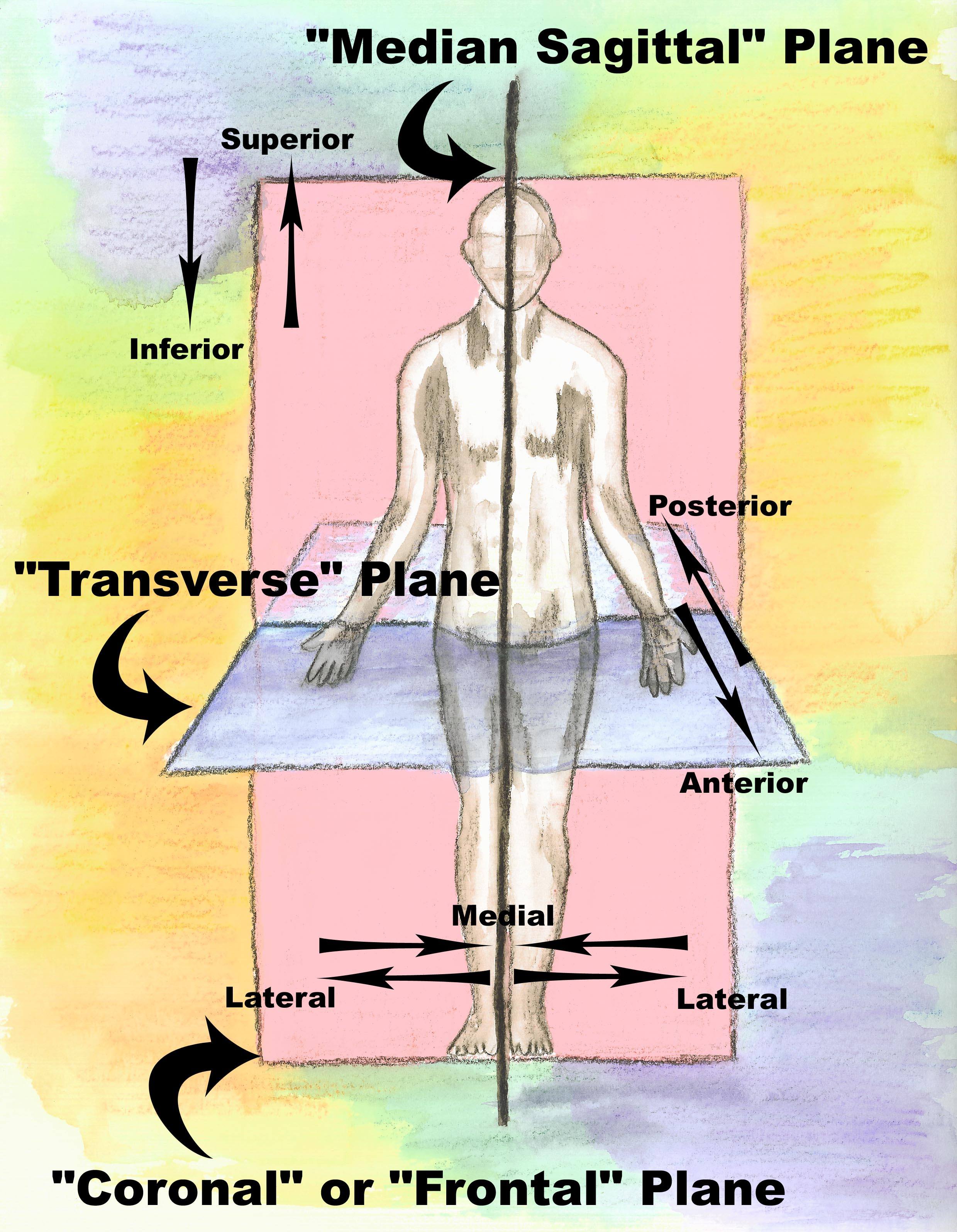 Health Science Directional Terms, Planes, Quads, & Regions Quiz - Quizizz