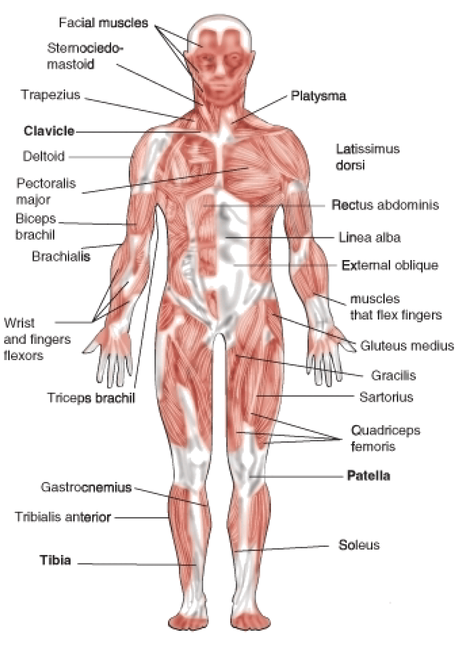 the-muscular-system-other-quiz-quizizz