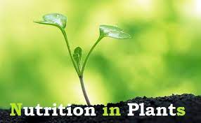 Nutrition in Plants-class-VII