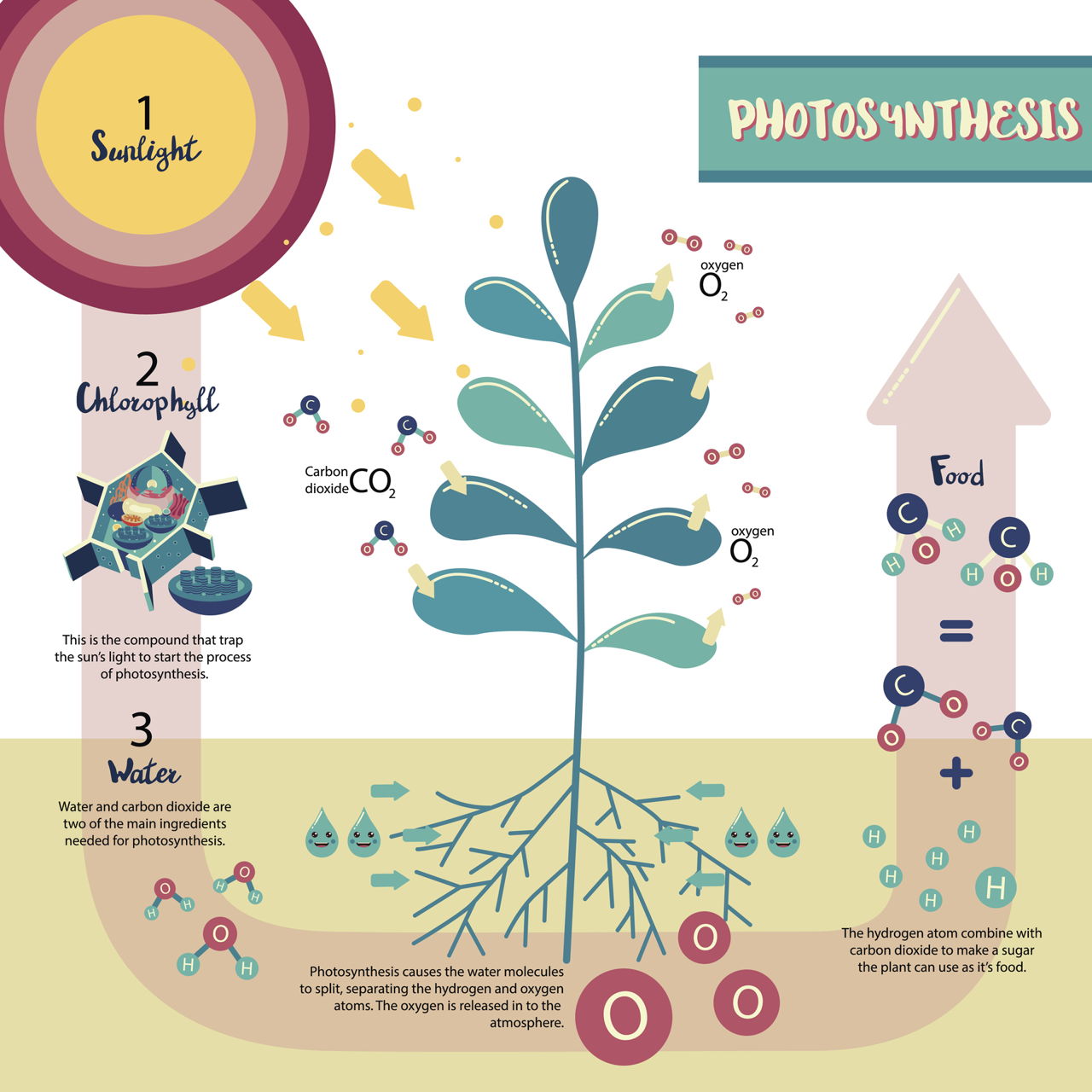 Photosynthesis | Photosynthesis Quiz - Quizizz